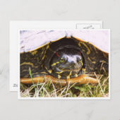 Red Eared Slider Turtle Head Postkarte (Vorne/Hinten)