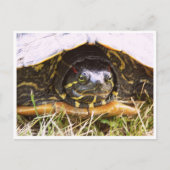 Red Eared Slider Turtle Head Postkarte (Vorderseite)