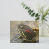 Red Eared Slider Turtle Postkarte (Stehend Vorderseite)