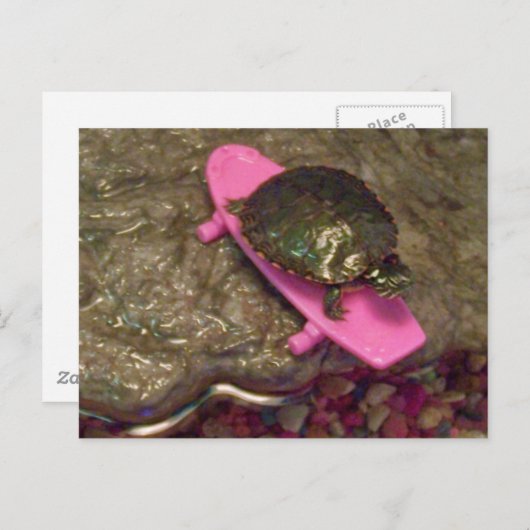 Red Eared Slider Turtle Riding Skateboard Postkarte (Vorne/Hinten)