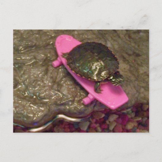 Red Eared Slider Turtle Riding Skateboard Postkarte (Vorderseite)