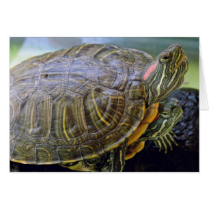 Red Eared Sliders jeden Anlaß Grußkarte