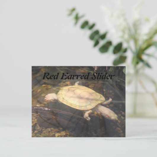 Red Earred Slider Postkarte (Stehend Vorderseite)