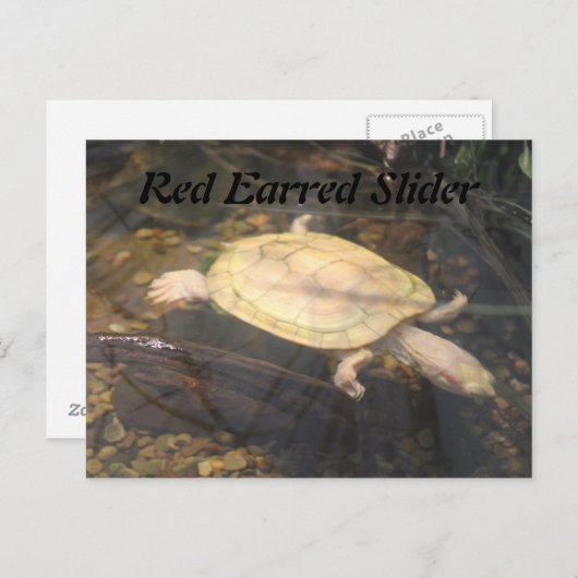 Red Earred Slider Postkarte (Vorne/Hinten)