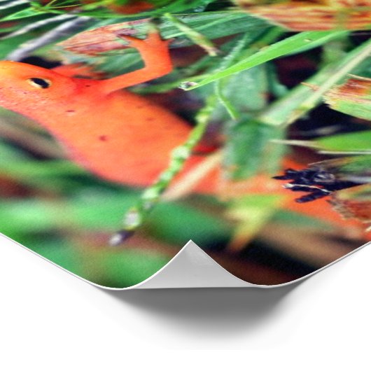 Red Eft Orange Salamander Mirror Abstrakt Poster (Ecke)