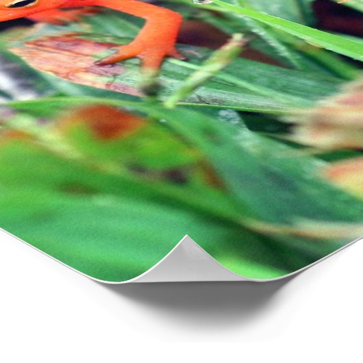 Red Eft Orange Salamander Nature 1 Poster (Ecke)