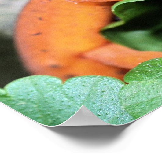 Red Eft Orange Salamander Nature 2 Poster (Ecke)