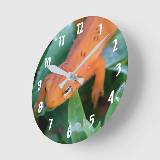 Red Eft Orange Salamander Nature Runde Wanduhr (Winkel)