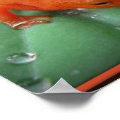 Red Eft Poster (Ecke)