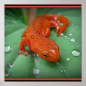 Red Eft Poster (Vorne)