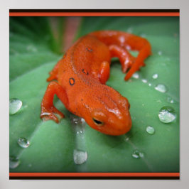 Red Eft Poster