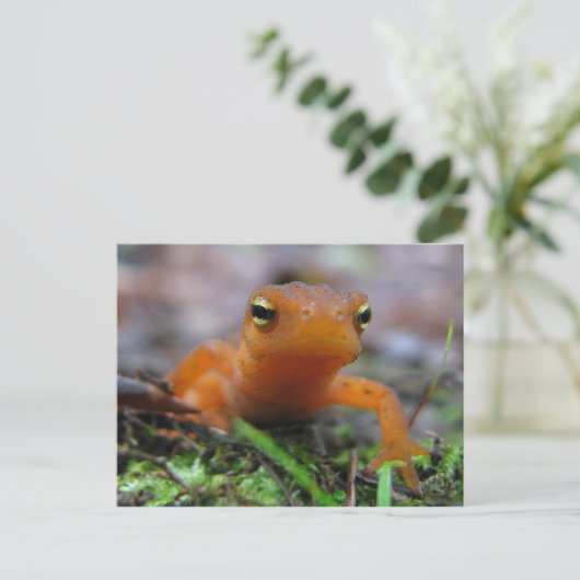 Red Eft Postkarte (Stehend Vorderseite)