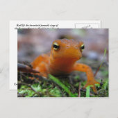 Red Eft Postkarte (Vorne/Hinten)