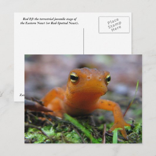 Red Eft Postkarte (Vorne/Hinten)