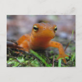 Red Eft Postkarte (Vorderseite)