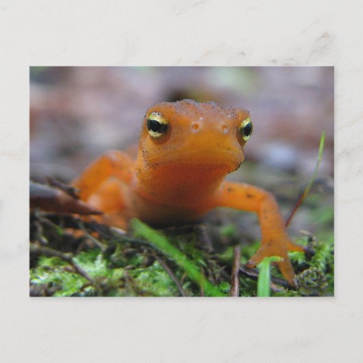 Red Eft Postkarte (Vorderseite)