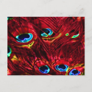 Red Electro Peacock Feathers Postkarte