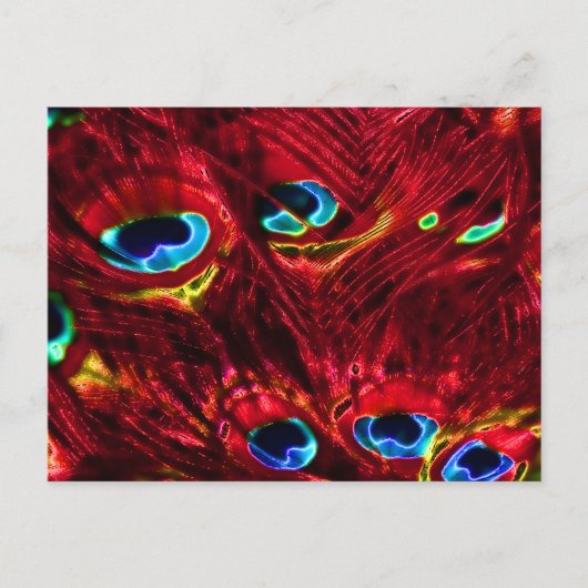 Red Electro Peacock Feathers Postkarte (Vorderseite)