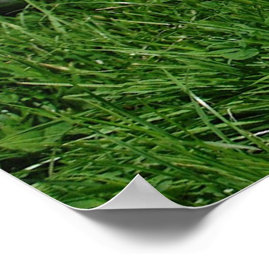 Red English Cocker Spanel Poster (Ecke)