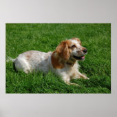 Red English Cocker Spanel Poster (Vorne)