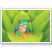 Red-eyed tree frog, Costa Rica Aufkleber (Vorderseite)