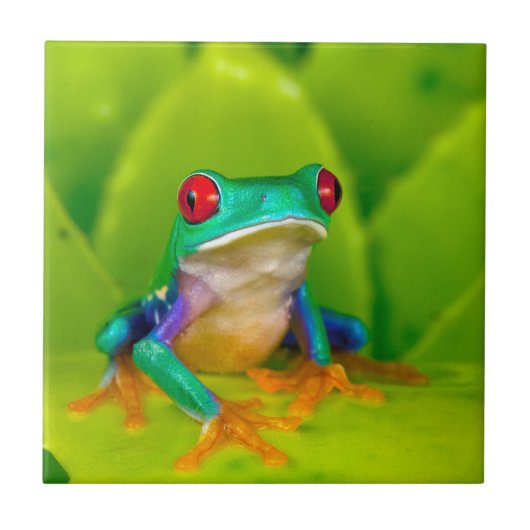 Red-eyed tree frog, Costa Rica Fliese (Vorderseite)