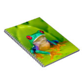 Red-eyed tree frog, Costa Rica Notizblock (Rechte Seite)