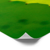 Red-eyed tree frog, Costa Rica Poster (Ecke)