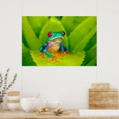 Red-eyed tree frog, Costa Rica Poster (Küche)