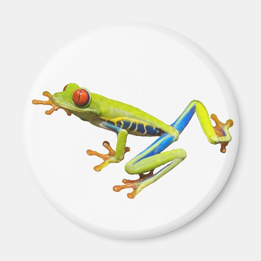 Red eyed tree frog magnet (Vorne)