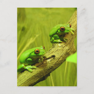 Red-eyed Tree Frogs Feiertagspostkarte