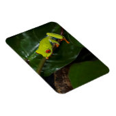 Red Eyes Frog On Stem Magnet (Rechte Seite)