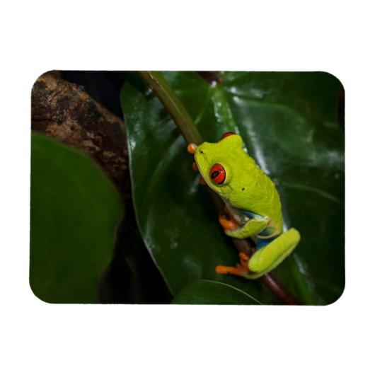 Red Eyes Frog On Stem Magnet (Horizontal)
