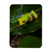 Red Eyes Frog On Stem Magnet (Vertikal)