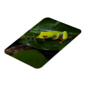 Red Eyes Frog On Stem Magnet (Linke Seite)