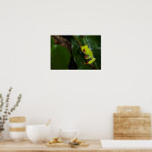 Red Eyes Frog On Stem Poster (Küche)