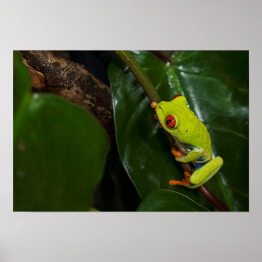 Red Eyes Frog On Stem Poster (Vorne)