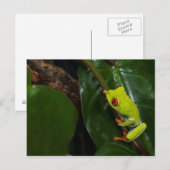 Red Eyes Frog On Stem Postkarte (Vorne/Hinten)