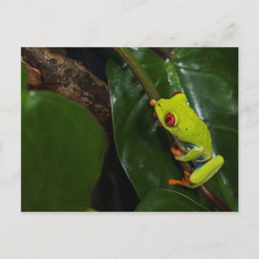 Red Eyes Frog On Stem Postkarte (Vorderseite)