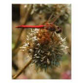 Red Fall Dragonfly Fotodruck (Vorne)