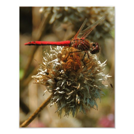 Red Fall Dragonfly Fotodruck (Vorne)