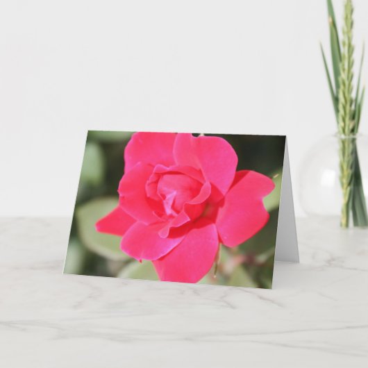 Red Favorite Floribunda Rose Karte (Vorderseite)