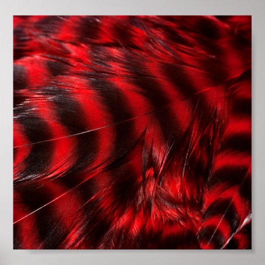 Red Feathers Poster (Vorne)