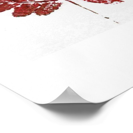 Red Fern Poster (Ecke)