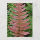 Red Fern Postkarte (Vorderseite)