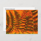Red Fern Postkarte (Vorne/Hinten)