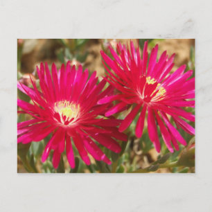 Red Fig Marigold Postcard Postkarte