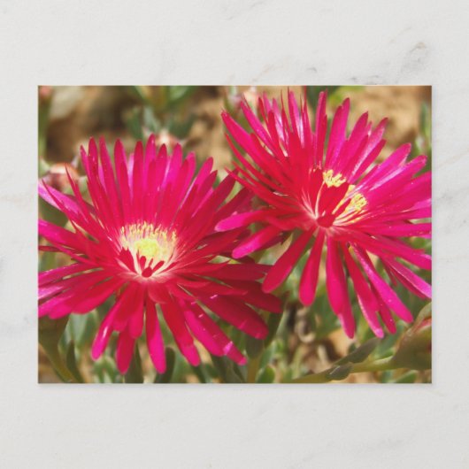 Red Fig Marigold Postcard Postkarte (Vorderseite)