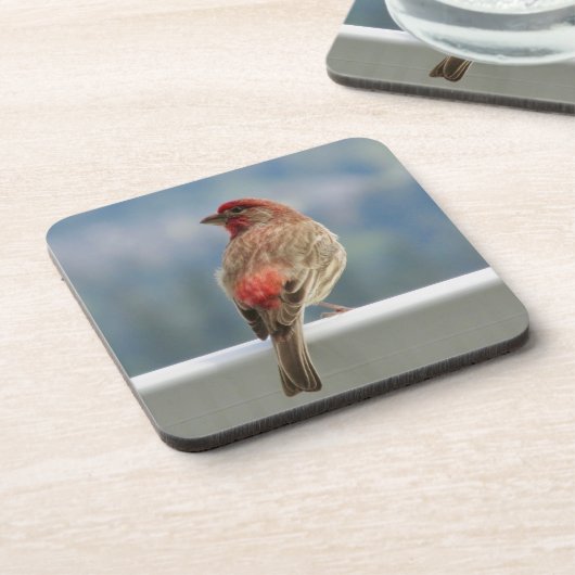 Red Finch Checking out the View. Getränkeuntersetzer (Linke Seite)