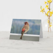 Red Finch Checking out the View. Karte (Gelbe Blume)